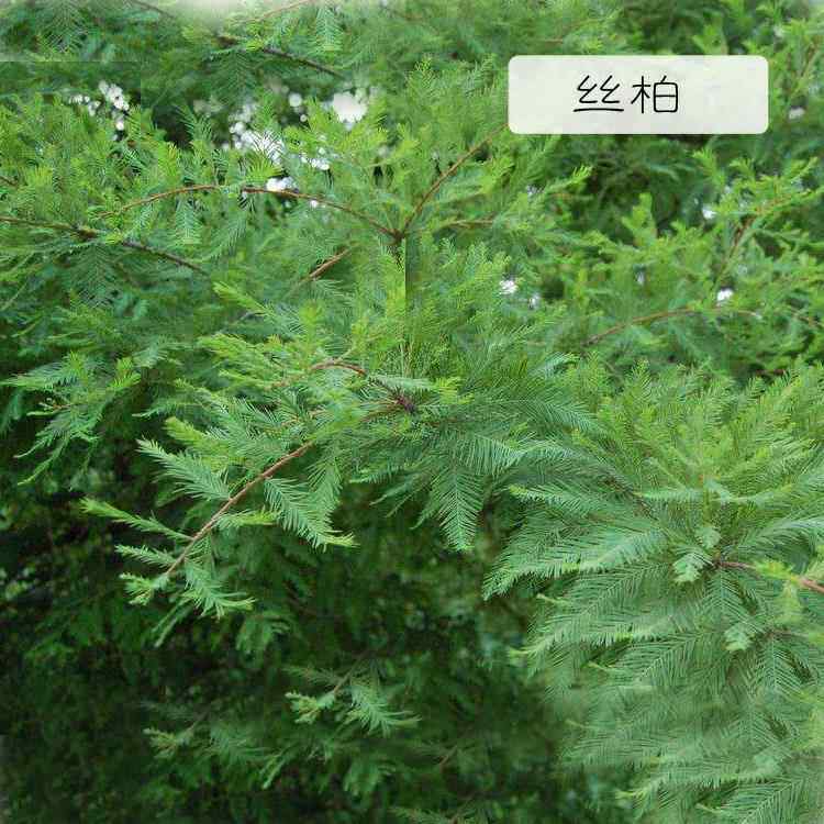 高档法进口丝柏油30ml收缩毛孔抗菌油驱精虫香薰按控摩国单方精油