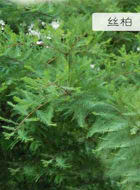 新品法国进口柏精油30ml收毛缩孔抗菌控油驱虫香薰按丝摩方精单油