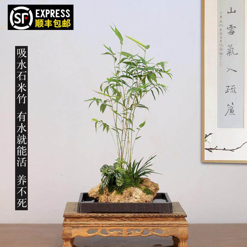 吸水石米竹盆栽上水石附石菖蒲微景观办公室桌面绿植水培植物盆景