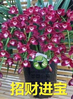 兰花盆栽 红将军 花卉摆件室内花四季建兰好养植物兰草名贵兰花苗