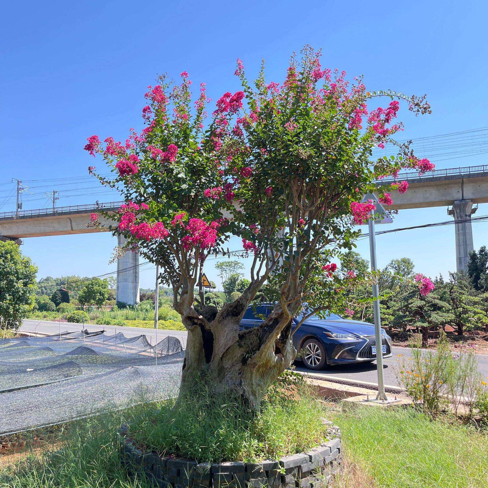 湖南大型基地园林景观工程造型紫薇桩紫微花树百日红现货大量