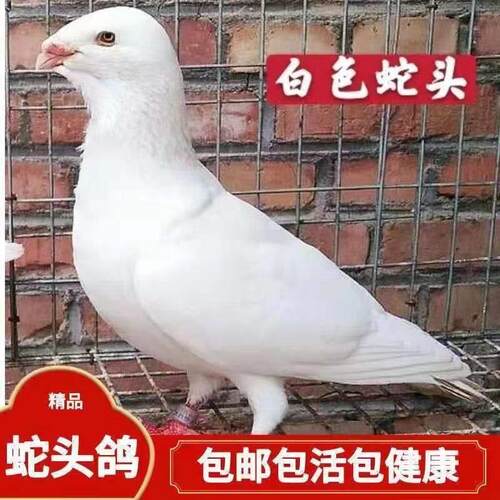 头型鸽素拉俄罗斯鸽家飞鸽信鸽观赏鸽黄杠亮子头老国血瓦白俄罗斯