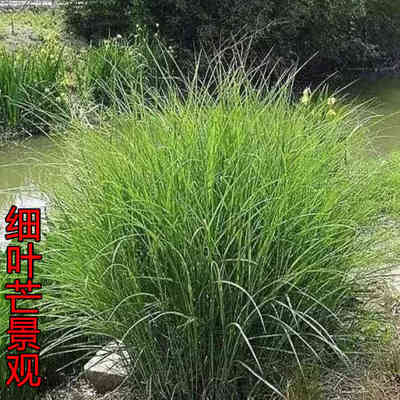 细叶芒盆栽苗地被观赏草庭院别墅绿化造景工程苗木四季易种芒草