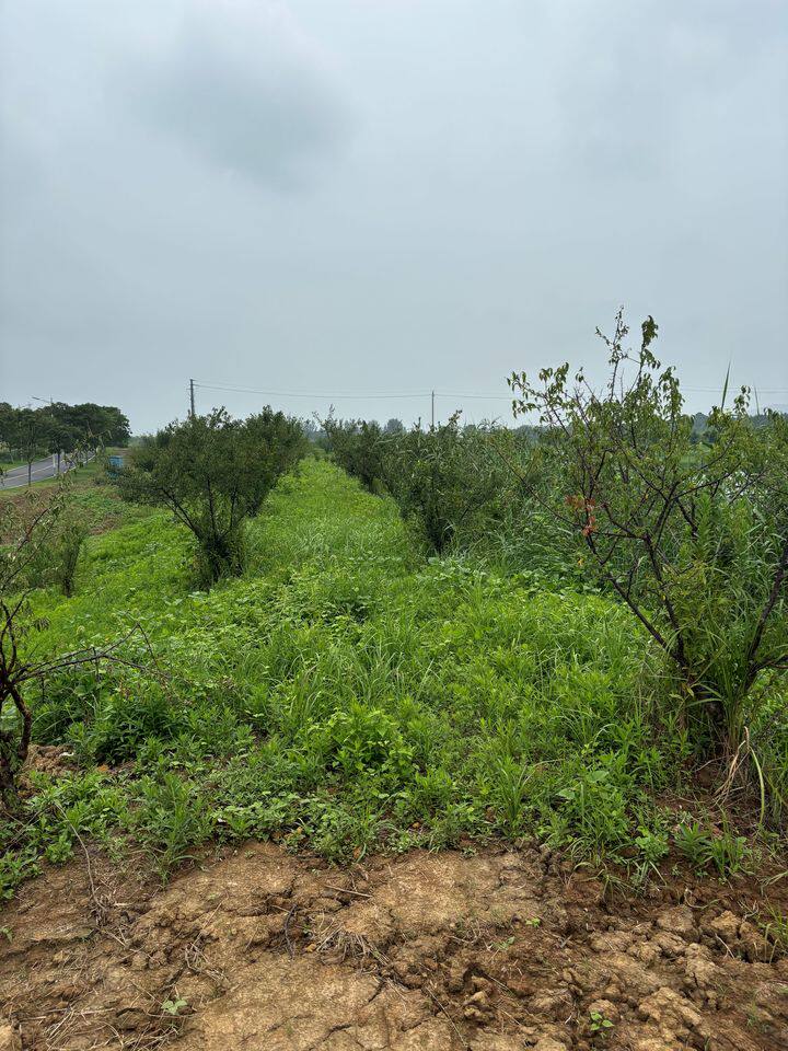 重新拍卖（破）江苏臻梅霖农业发展有限公司青梅果树拍卖