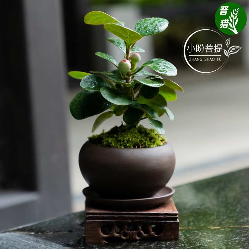 禅意小盼菩提树盆景盆栽好养室内书房办公室内绿植茶桌盆栽