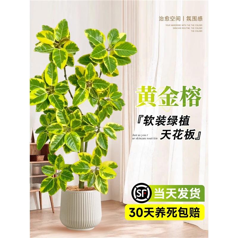 大型绿植黄金榕盆栽客厅绿植室内大型高山榕树落地网红旺宅树真花