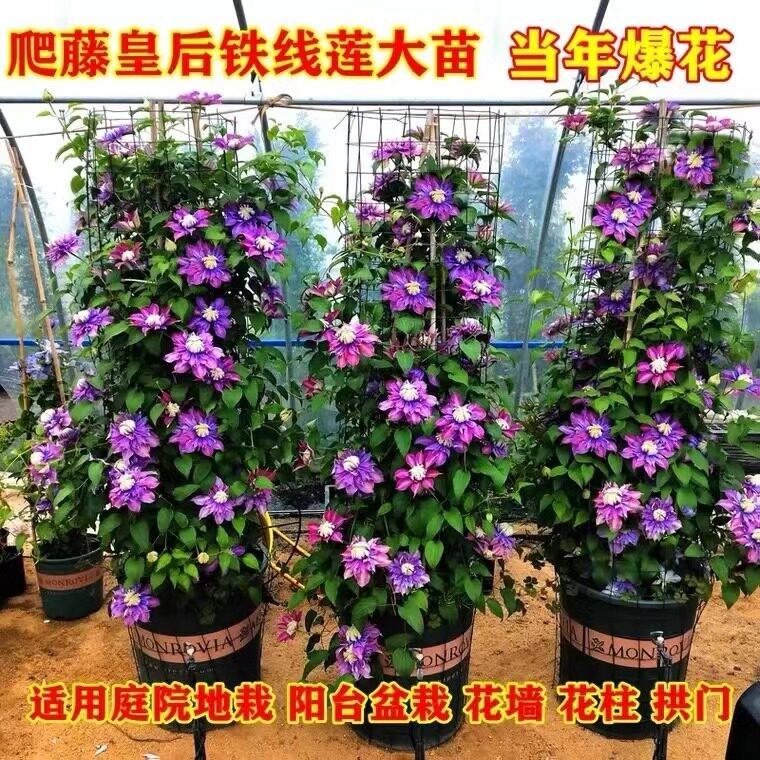 铁线莲大苗盆栽藤本爬藤花卉重瓣阳台庭院攀援四季植物带盆发货