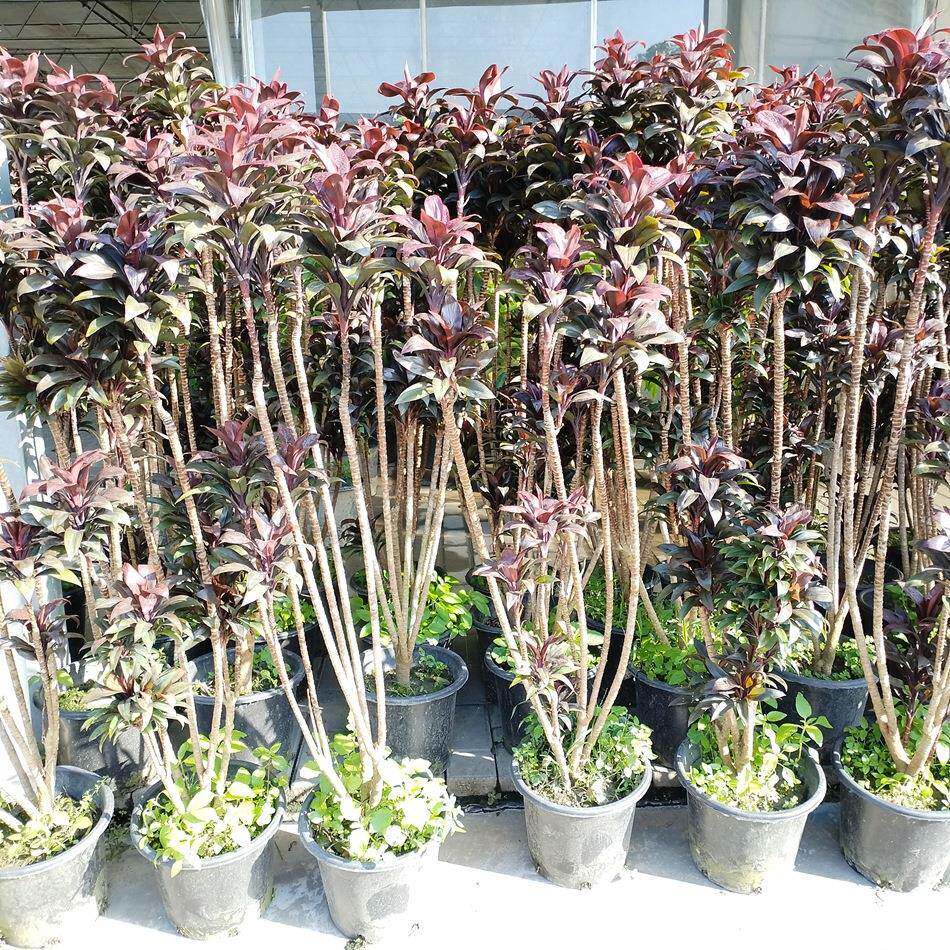 紫叶百合大盆栽家庭园艺植物园林绿化园艺花卉基地盆栽绿植