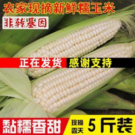 新鲜5斤装东北白糯玉米，新鲜现摘带皮农家，香嫩粘玉米棒黏玉米早餐