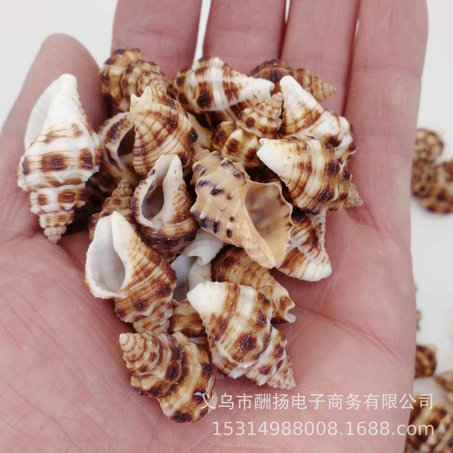 天然小贝壳海螺-流32cm 蜡岩螺dy玻璃瓶子i微景观鱼缸装饰漂瓶.