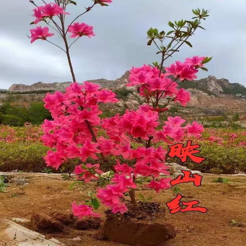 映山红盆栽树苗当年开花毛杜鹃花苗南方北方种植抗寒抗冻双季映山