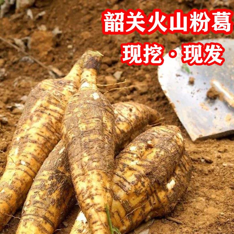 正品韶关火山粉葛新鲜 广东野生葛根煲汤葛马藤甘葛甜无渣5斤包邮