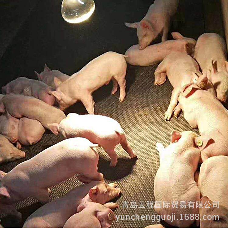 猪用防滑垫畜牧垫 母猪公猪胶垫耐磨 产床保育栏耐磨猪舍垫云程
