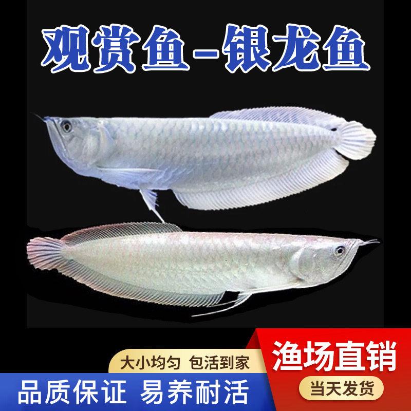 银龙鱼活鱼热带观赏鱼淡水鱼中大型七彩银黄化白子银龙活体龙鱼苗