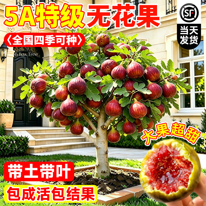 波姬红无花果盆栽当年结果图片