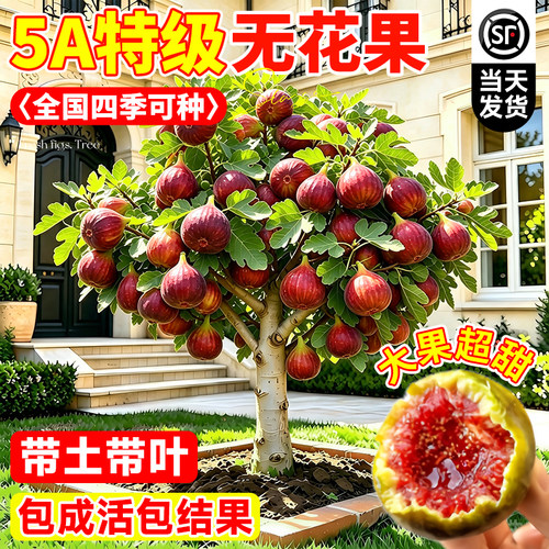 波姬红无花果盆栽当年结果