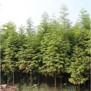 水松 树苗水衫包速生 树 金叶树苗 树苗水杉水杉 杉树水杉邮  苗