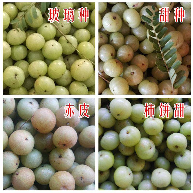 新鲜现摘青油甘果多品种当季余甘果滇橄榄油柑果牛甘果余甘子包邮