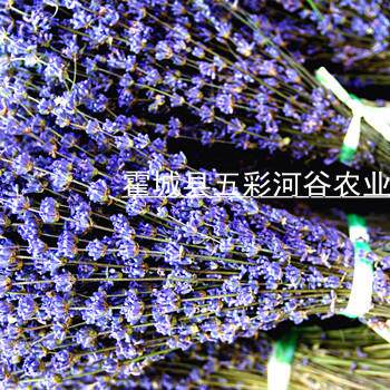 新伊犁薰衣草花束，20240630自然晾疆晒衣草薰花枝，25年干太空蓝