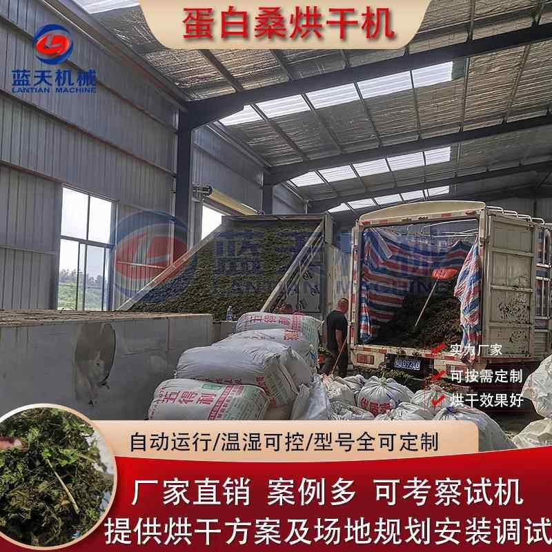 饲料桑蛋白烘干机 全自动桑叶连嫩枝风干机 大型蛋白桑牧草干燥机