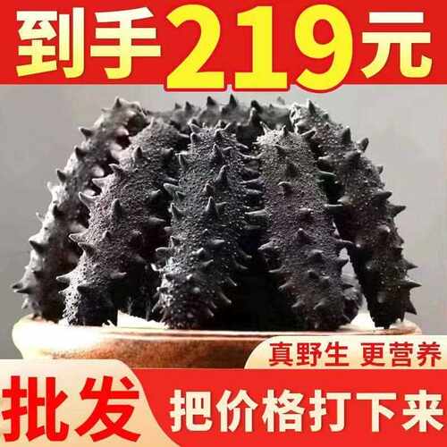 半干 干海参拉缸盐海参野生刺参长岛辽参鲜活非即食海参淡干海参