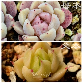 多肉植物种子(财路杂黑爪，)x冰麦种子10粒满3823年新收