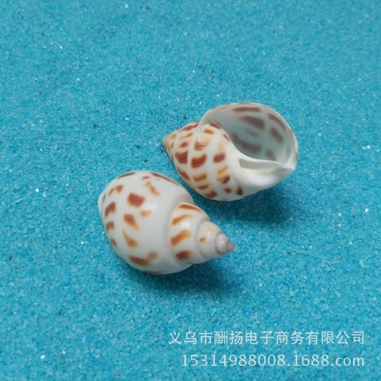 天然小花点东风螺海璃螺壳鱼缸贝IY海洋玻瓶花点螺材D料海星微景