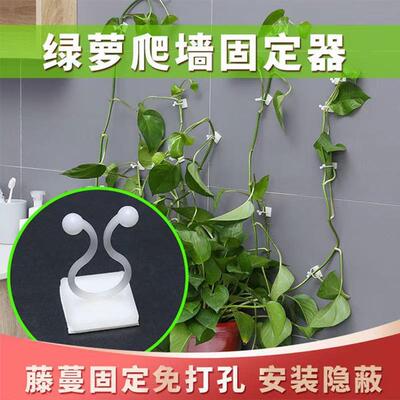 Manufacturer's green vine fixator, self-adhesive clip for cl