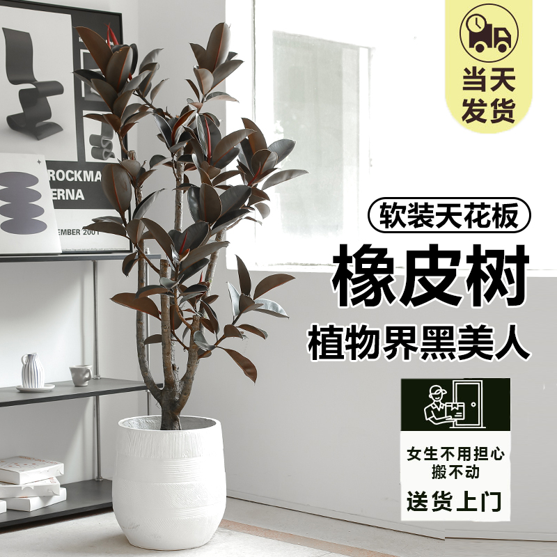 黑金刚橡皮树盆栽老桩大型绿植室内落地植物客厅造型盆景净化空气