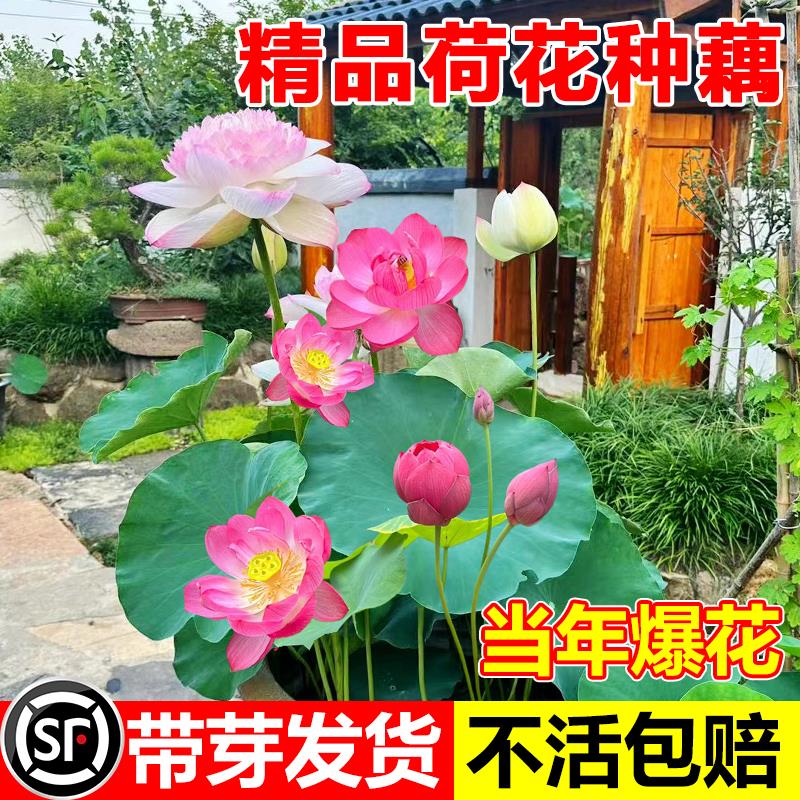 荷花藕种水养观赏莲藕种苗可食用碗莲睡莲花卉种籽子水培池塘植物