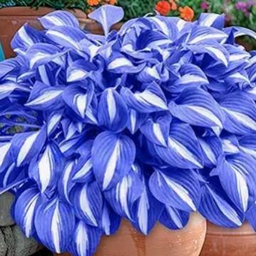 玉簪种籽耐寒耐阴多年生花种籽子玉春棒白鹤花玉泡花庭院易活花卉