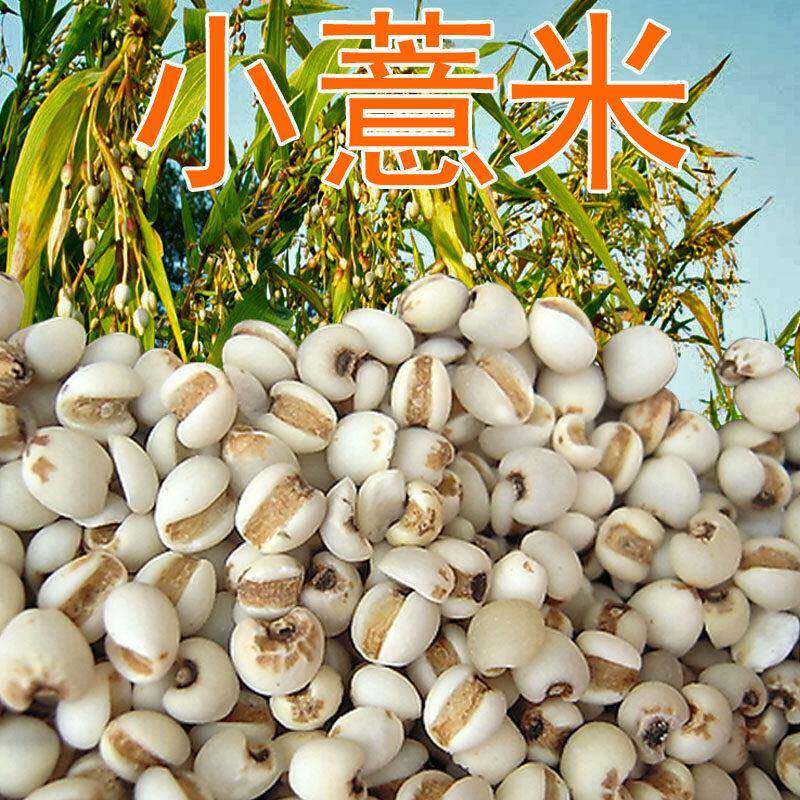 贵州兴仁薏米500克 小薏米 苡仁米 小粒薏仁米 薏米仁 小苡仁