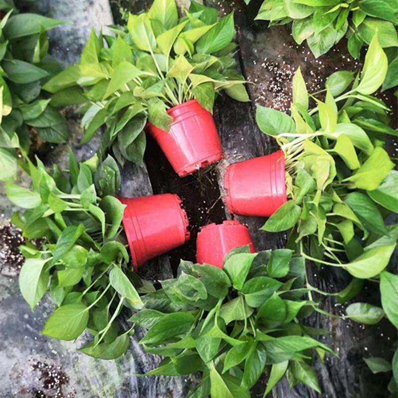 绿萝盆栽室气内植物新房吸除卉味水吊培花绿植盆景长DEW藤垂兰新