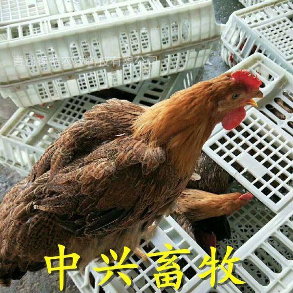 塑料鸡筐塑料运输鸡笼子运输鸡筐成鸡运输筐鸡筐