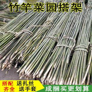 竹竿细竹条豆角黄瓜西红柿番茄支撑架子旗杆菜园搭支架爬藤竹杆子