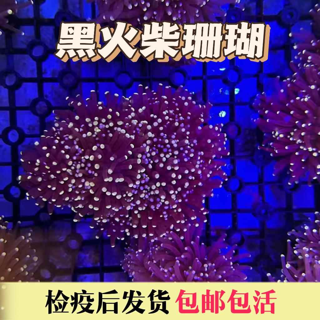 黑火柴珊瑚新手易养针叶类火柴头珊瑚活体海缸生物海水鱼观赏软体