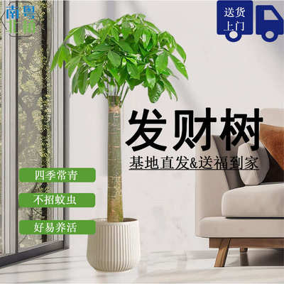 发财树客厅大盆栽乔迁开业送礼招财旺铺办公室大型植物室内大绿植
