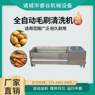 土豆清洗机红薯芋头莲藕毛辊清洗去皮机木薯洋葱大蒜清洗分拣设备