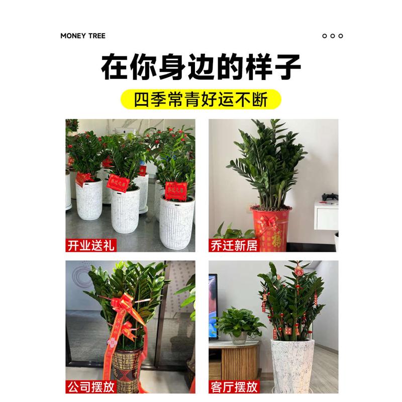 金钱树盆栽客厅大花盆办公室内旺宅大型好养绿植乔迁摇钱串子摆件
