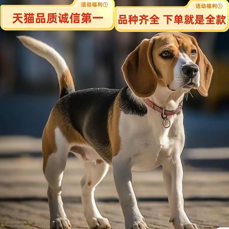 比格犬幼犬纯种比格巴吉度活体宠物狗家养