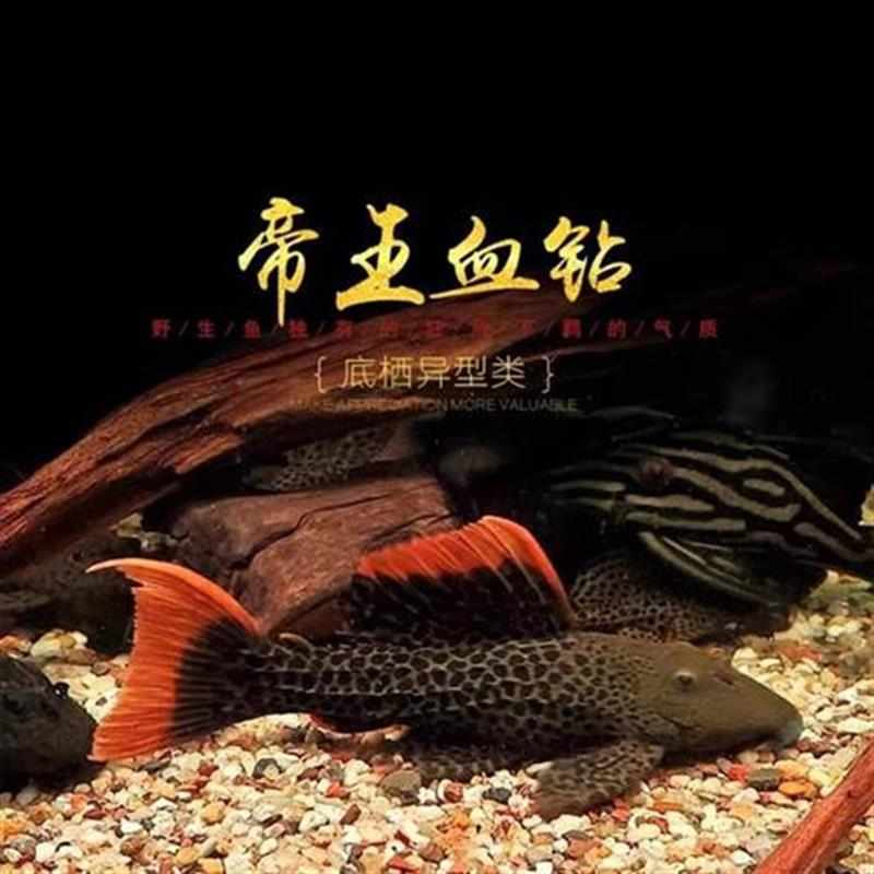 L600帝王血钻异型鱼异形鱼活体观赏鱼异型鱼精选清道夫净化鱼缸