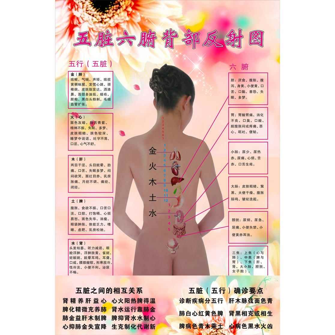 五脏六腑背部养生挂图 中医美容人体五行养生时辰确诊知识海报