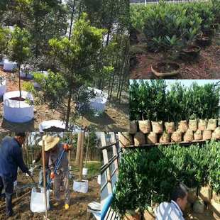 无纺布植树袋白色美植袋种植袋加厚花卉育苗袋移植袋营养袋控根器