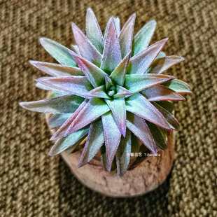 空气凤梨橙万汉Tillandsia ionantha v van hyningii junbo植物