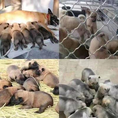 狗狗活体家养中华田园犬养殖肉狗黑狗白狗中型犬活体土狗幼崽小狗