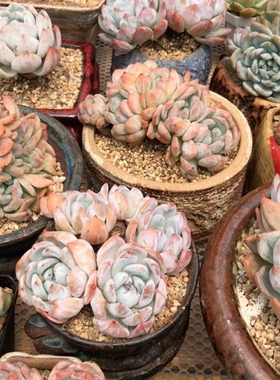 北京大棚精品直播间拍下不退不换 感谢支持