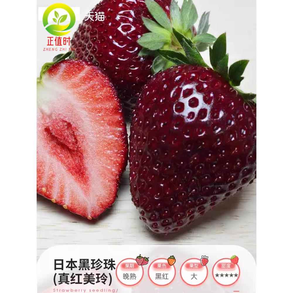 黑珍珠草莓苗丹东99牛奶红颜淡雪白奶油黑草莓苗带土四季草莓苗秧