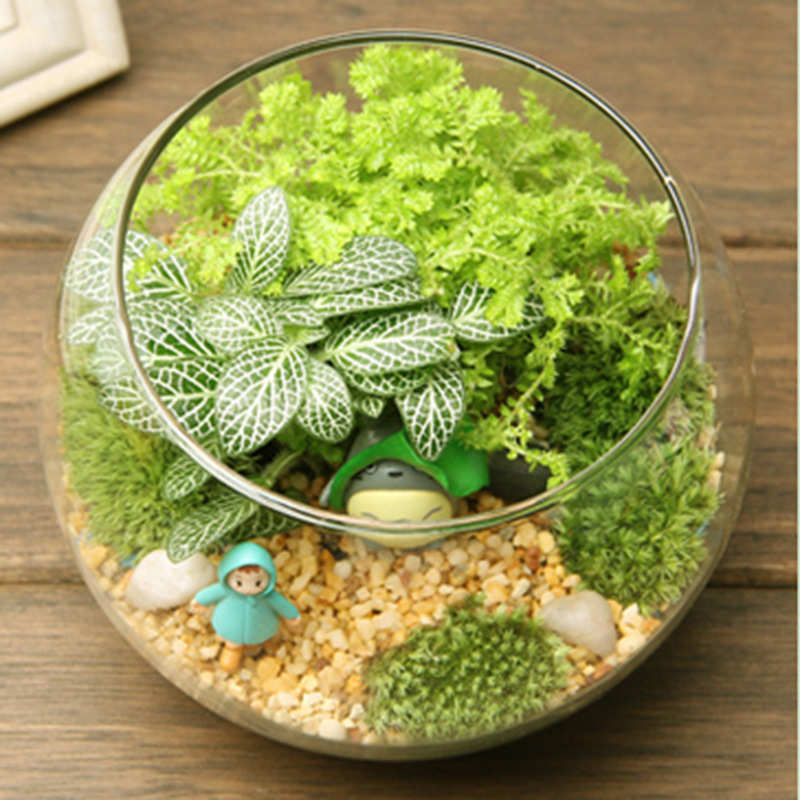 造景瓶礼品摆件  玻璃微15苔藓办公室景观盖瓶苔藓创意 摆件