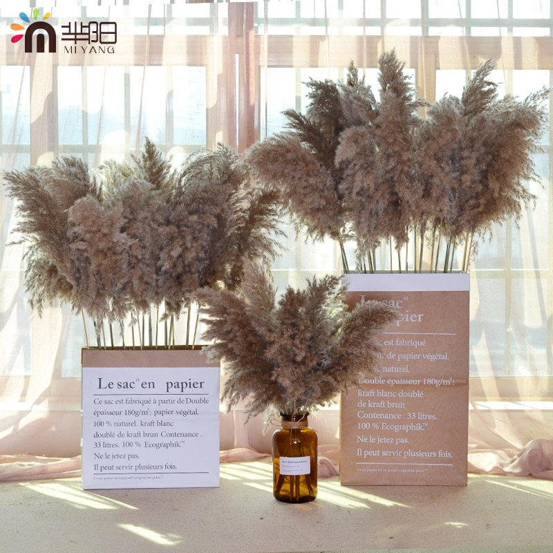天然植物干花芦苇花蒲苇花束北欧家居咖啡馆软装饰品摆件拍摄道具