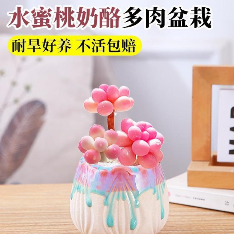奶酪多肉植物室内盆栽汤圆桃蛋小肉肉花卉绿植物好养易活